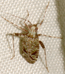 Phytocoris eximius