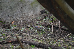 Junco phaeonotus