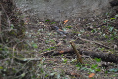 Junco phaeonotus