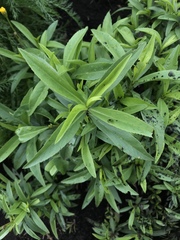 Tagetes