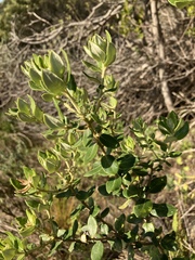 Phylica buxifolia
