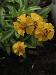Tagetes