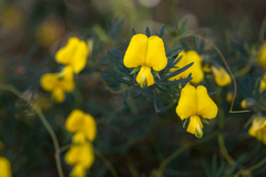 Gompholobium virgatum