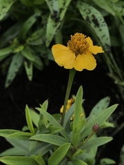 Tagetes