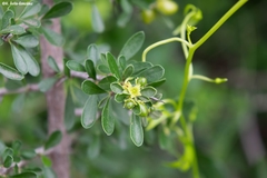 Condalia mexicana