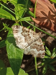 Epirrhoe alternata