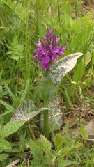 Dactylorhiza urvilleana