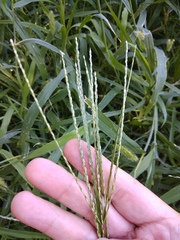 Digitaria sanguinalis