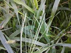 Digitaria sanguinalis