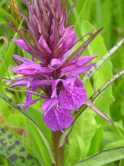 Dactylorhiza urvilleana