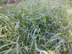 Digitaria sanguinalis