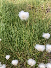 Eriophorum scheuchzeri