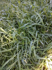 Digitaria sanguinalis