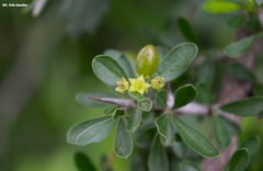 Condalia mexicana