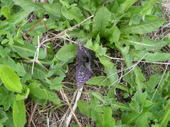 Dactylorhiza urvilleana