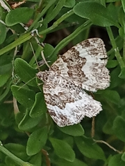 Epirrhoe alternata