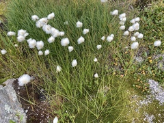 Eriophorum scheuchzeri
