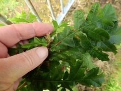 Pseudoneuroterus saliens