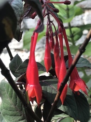 Fuchsia triphylla