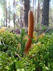 Trichoderma nybergianum