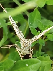 Epirrhoe alternata