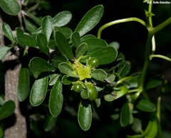 Condalia mexicana