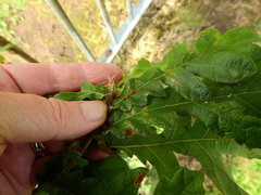 Pseudoneuroterus saliens