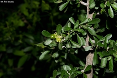 Condalia mexicana
