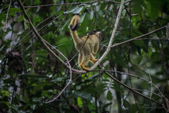 Black-Capped Squirrel Monkey photo 4