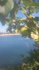 Peraphyllum ramosissimum