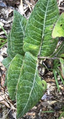 Asclepias humistrata image