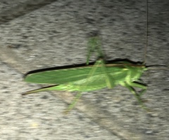 Tettigonia viridissima