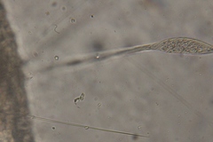 Lacrymaria olor