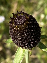 Rudbeckia occidentalis