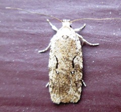 Agonopterix curvilineella