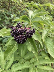 Sambucus racemosa melanocarpa