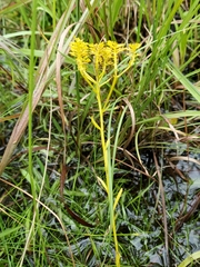 Polygala ramosa