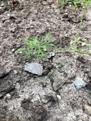Anethum graveolens