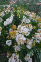 Senecio barbertonicus