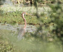 Egretta tricolor