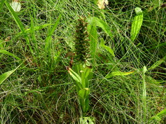 Dactylorhiza incarnata