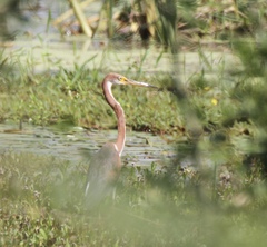 Egretta tricolor