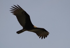 Cathartes burrovianus