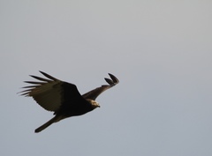 Cathartes burrovianus