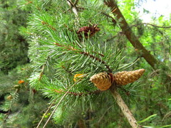 Pinus sylvestris
