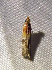 Moodna pallidostrinella