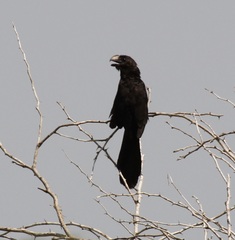 Crotophaga ani