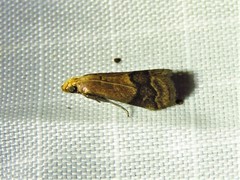 Moodna pallidostrinella