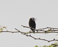 Arundinicola leucocephala