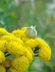 Rhopalomyia tanaceticola